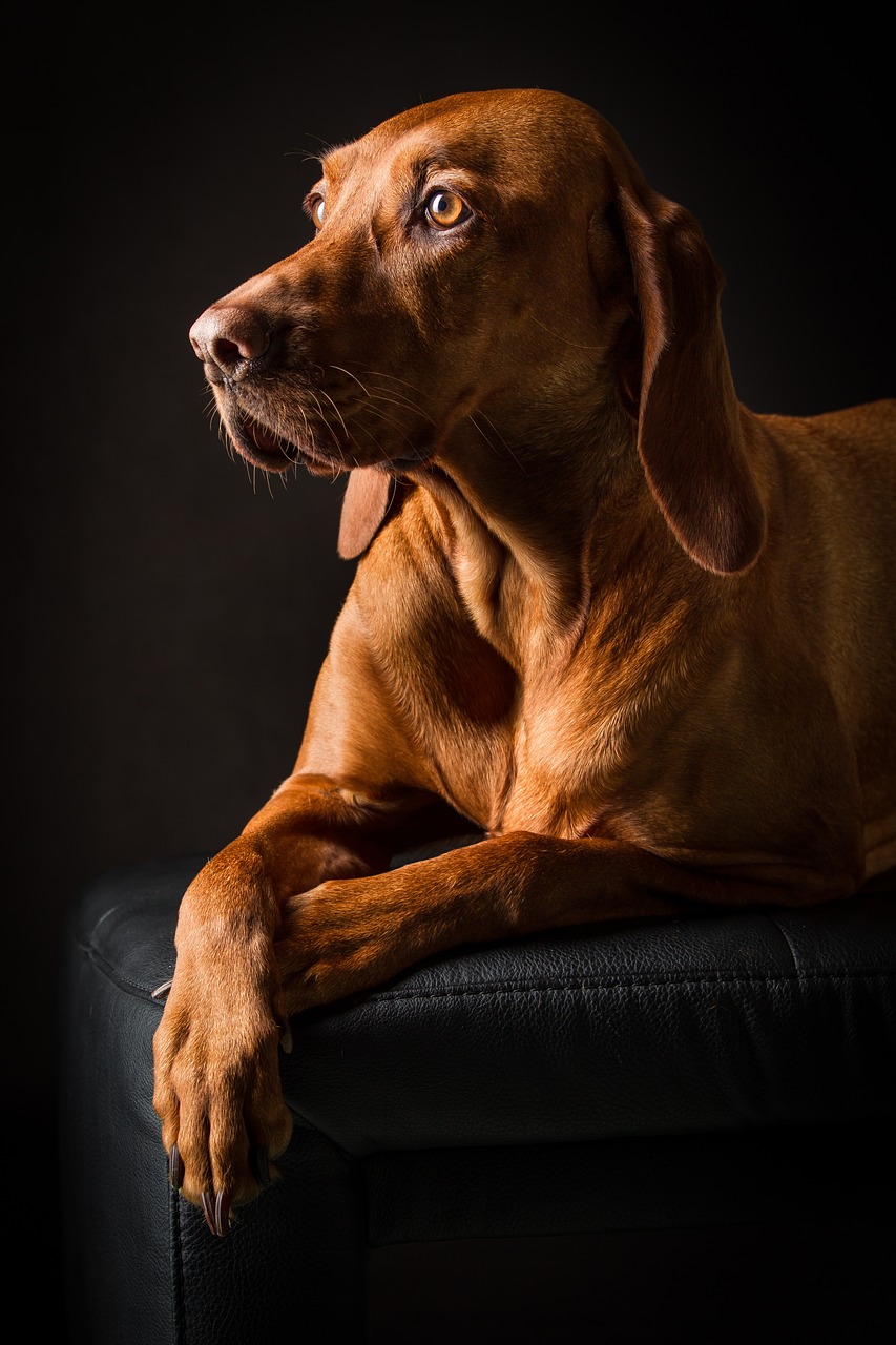 animal, dog, pet-3782188.jpg
